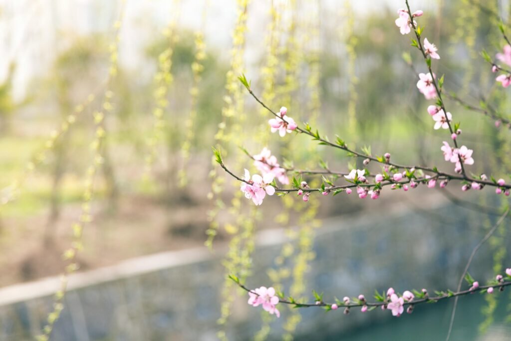 Beautiful pink blossoms in springtime with a soft, blurred background.